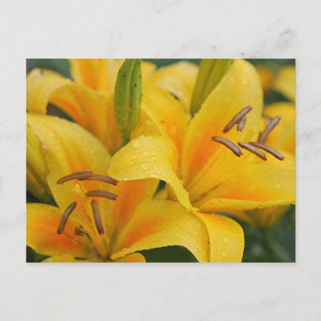 Postal Lilas amarillas (Anverso)