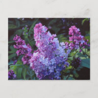 Lilas de Lavendar