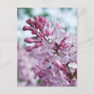 Postal Lilas púrpuras bonitas