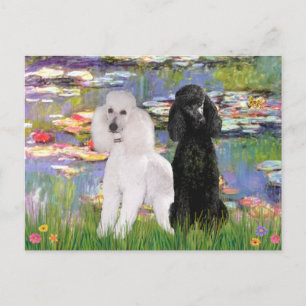 Postal Lilias2-Caniches Estándar (negro y blanco)