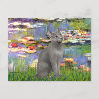 Postal Lilias 2 - Gato Azul Ruso