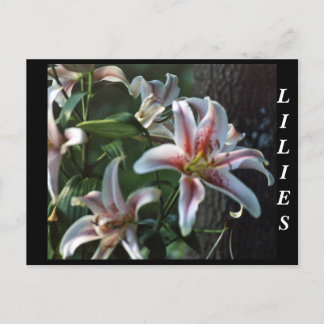 POSTAL LILIES