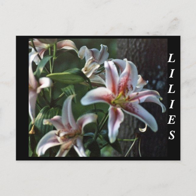 POSTAL LILIES (Anverso)