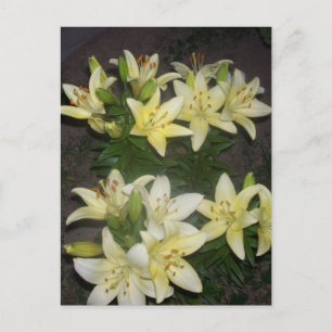 Postal Lilies