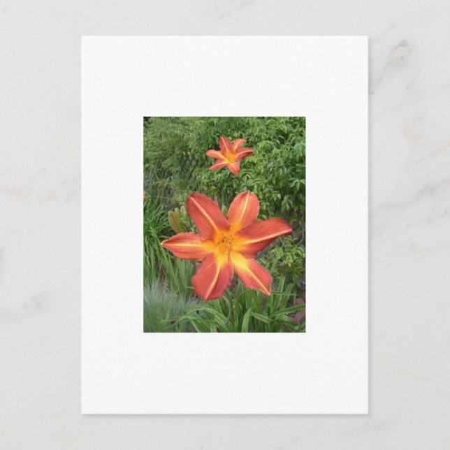 Postal :Lilies (Anverso)