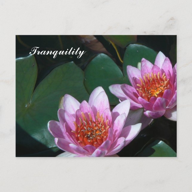 Postal Lilies de agua rosada (Anverso)