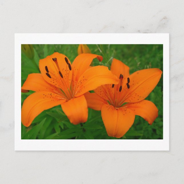 Postal Lilies Postcard (Anverso)