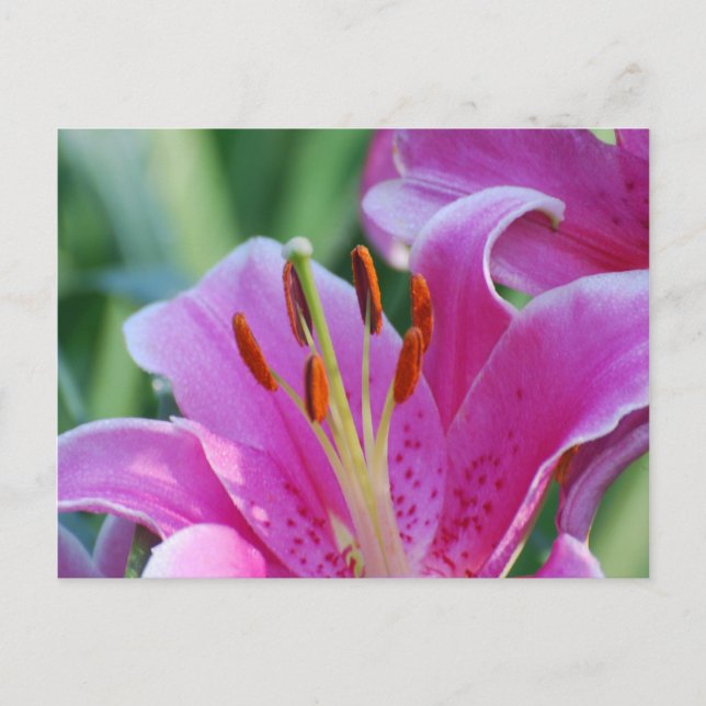 Postal Lilies rosa (Anverso)