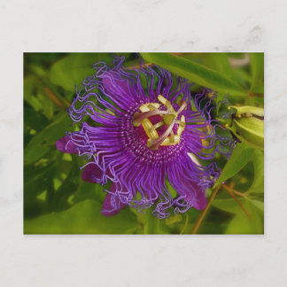 Postal Lilikoi o flor de pasión