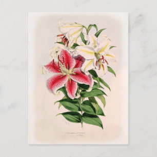 Postal Lilium auratum