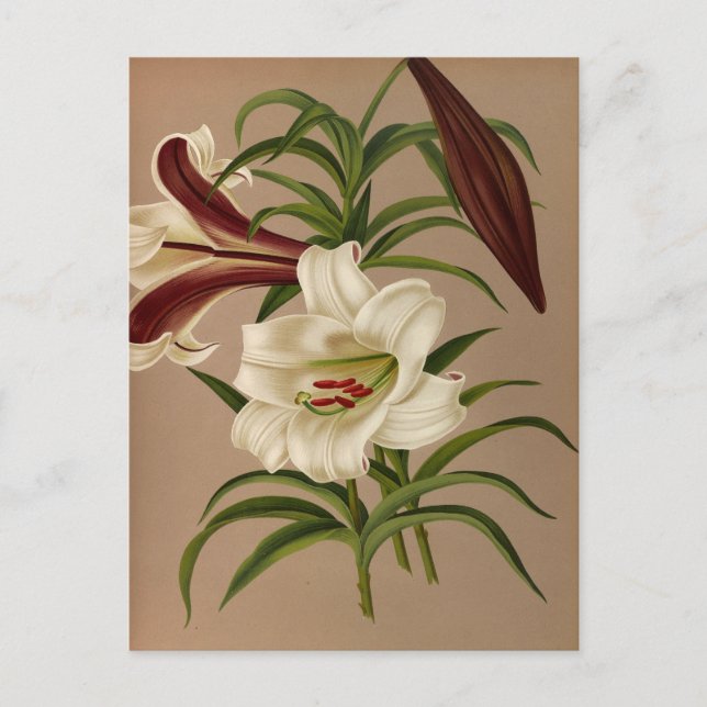 Postal Lilium Brownii por Arentina Hendrica Arendsen (Anverso)