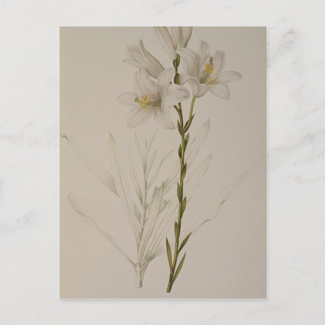 Postal Lilium Candidum, de "Les Liliacees", 1807 (Anverso)