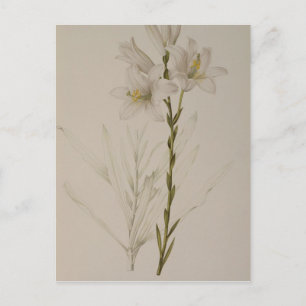 Postal Lilium Candidum, de "Les Liliacees", 1807