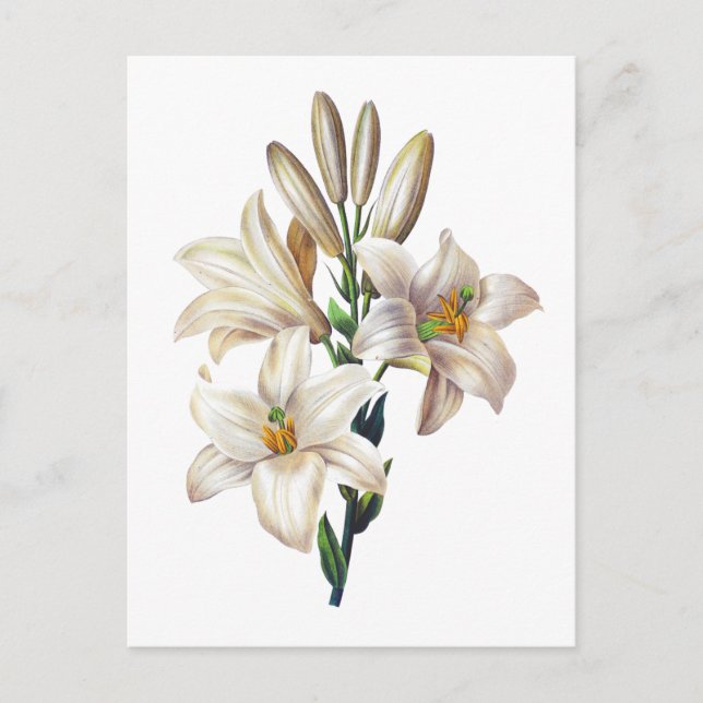 Postal Lilium Candidum o Madonna Lily By Redoute (Anverso)