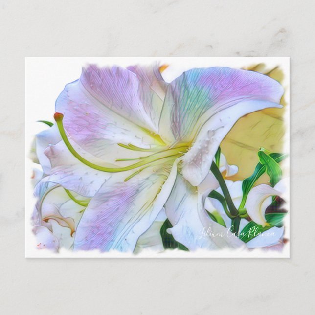 Postal Lilium ‘Casa Blanca’ [Postcard] ポ ス カ ド (Anverso)