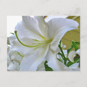 Postal Lilium ‘Casa Blanca’ [Postcard] ポ ス カ ド