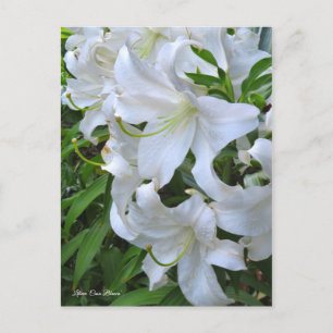 Postal Lilium ‘Casa Blanca’ [Postcard] ポ ス カ ド