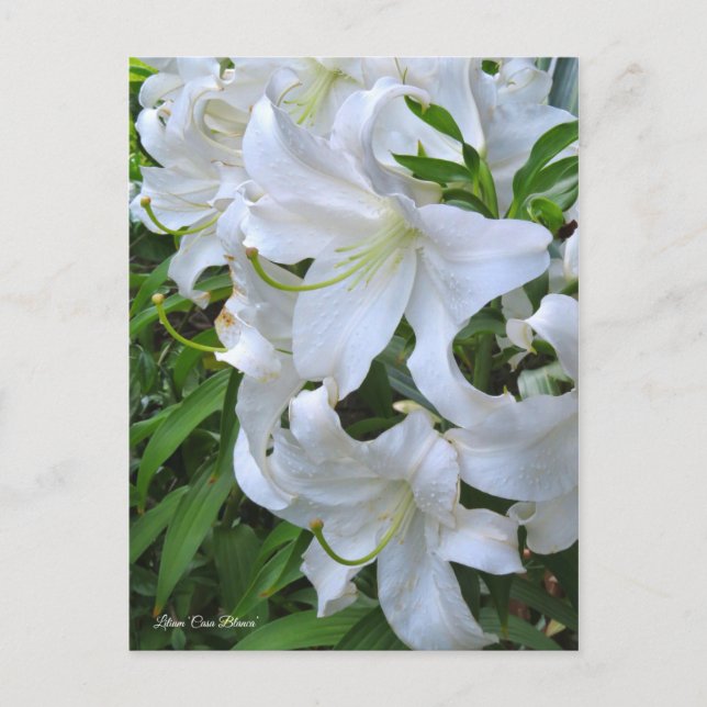 Postal Lilium ‘Casa Blanca’ [Postcard] ポ ス カ ド (Anverso)