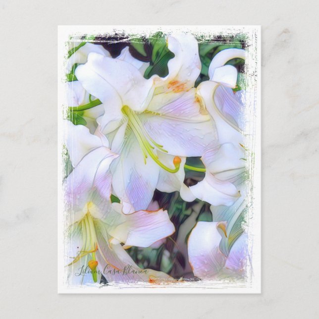 Postal Lilium ‘Casa Blanca’ [Postcard] ポ ス カ ド (Anverso)