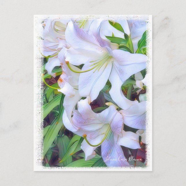 Postal Lilium ‘Casa Blanca’ [Postcard] ポ ス カ ド (Anverso)