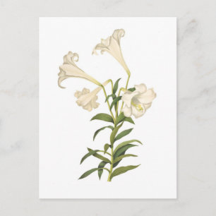 Postal Lilium longiflorum