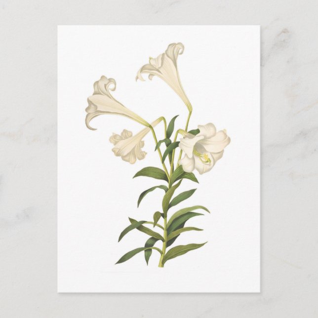 Postal Lilium longiflorum (Anverso)