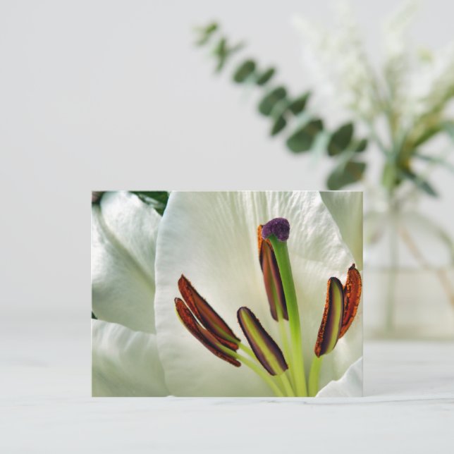 Postal Lilium Oriental White (Anverso de pie)