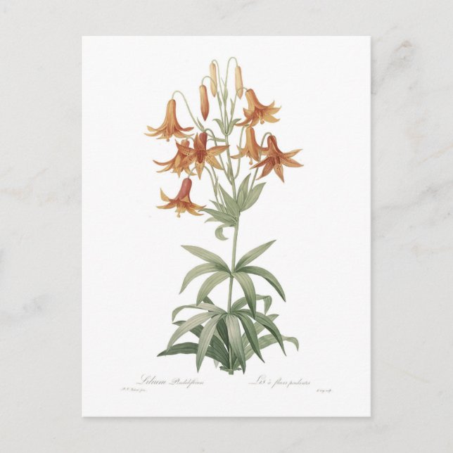 Postal Lilium penduliflorum (Anverso)