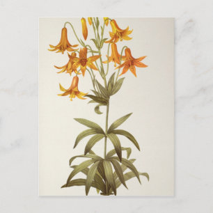 Postal Lilium Penduliflorum, de "Les Liliacees", 1811