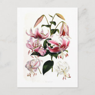 Postal Lilium speciosum