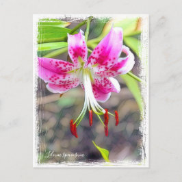 Postal Lilium speciosum [Postcard] ポ カ ド