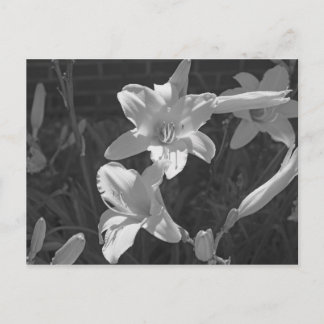 Postal Lillies