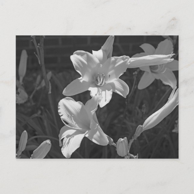 Postal Lillies (Anverso)