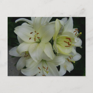 Postal Lillies