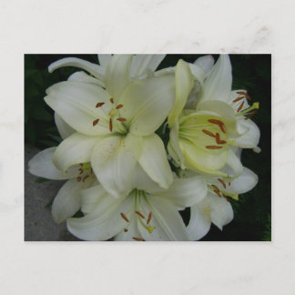 Postal Lillies