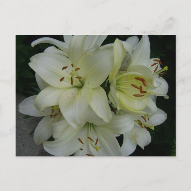 Postal Lillies (Anverso)