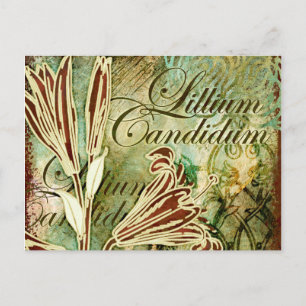 Postal Lillium Candidum