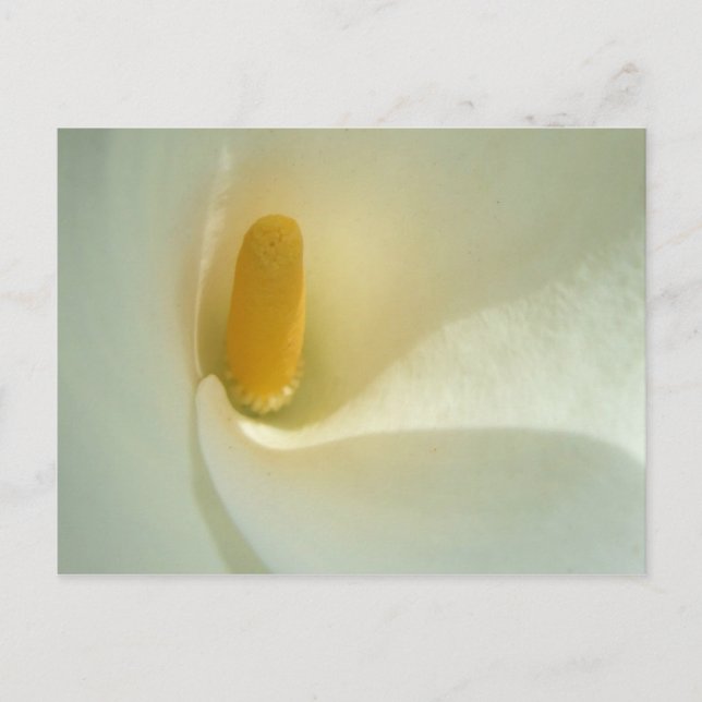 Postal Lilly Centre (Anverso)