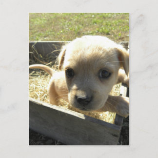 Postal Lilly en una caja