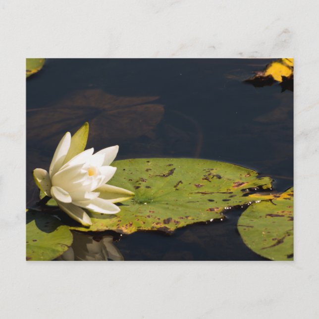 Postal Lilly Pad (Anverso)