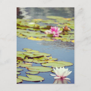 Postal Lilly Pond Flowers