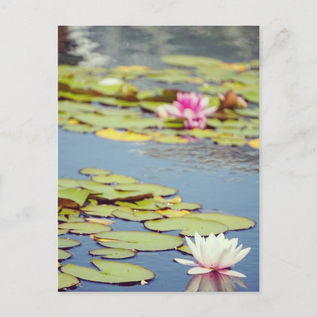 Postal Lilly Pond Flowers (Anverso)