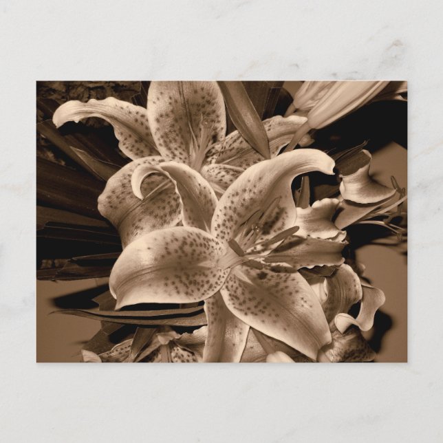 Postal lilo (Anverso)