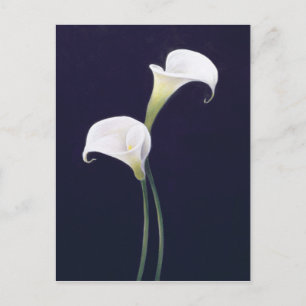 Postal Lily