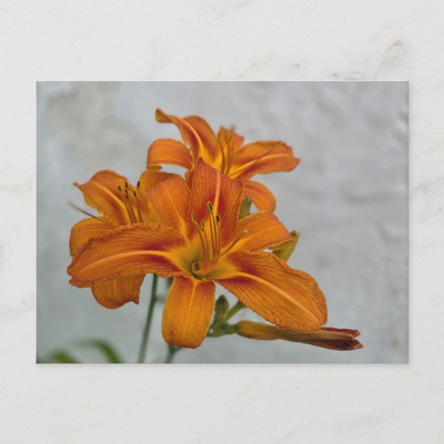 Postal Lily (Anverso)