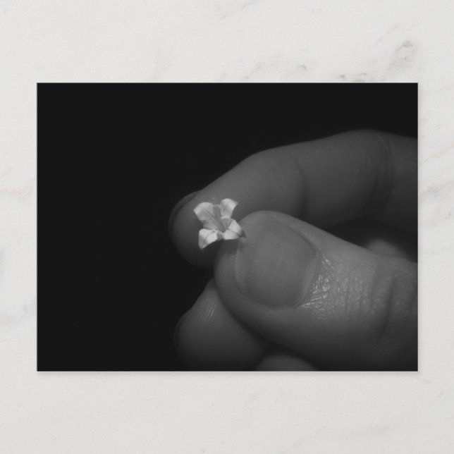 Postal Lily (Anverso)