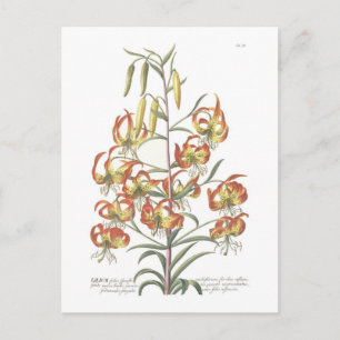 Postal Lily