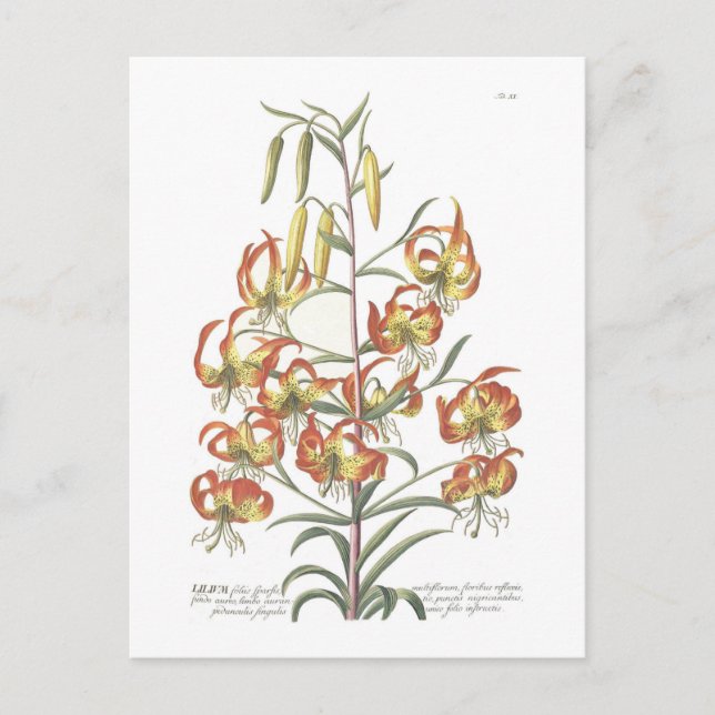 Postal Lily (Anverso)