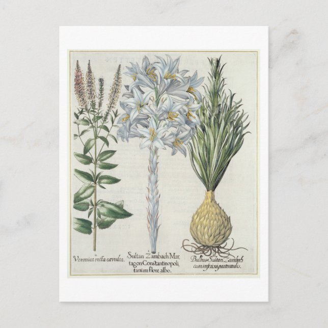 Postal Lily: 1.Sultan Zambach Martagon Constantinopolitan (Anverso)