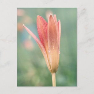 Postal Lily abriéndose en una mañana de marea